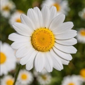 Meet your Posher, Frizzanna